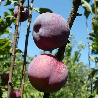 Плумкот ВЕЙ ВОНГ  Плумкот ВЕЙ ВОНГ в Орле