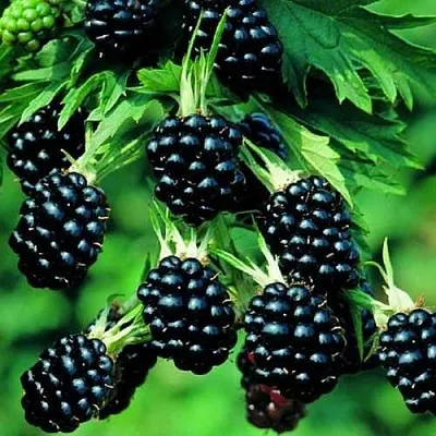 Ежевика КИТАНИНИ бесшипная  Ежевика КИТАНИНИ бесшипная в Орле