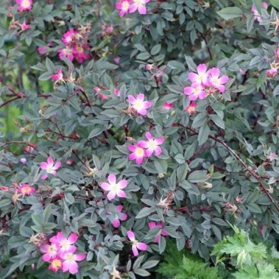 Саженцы роз сизая — описание сорта Саженцы роз сизая в Орле