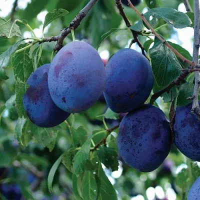 Слива ЭМПРЕСС  Слива ЭМПРЕСС в Орле