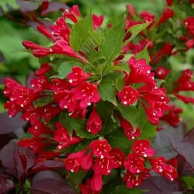 Вейгела РЕД ПРИНЦ  Вейгела РЕД ПРИНЦ в Орле