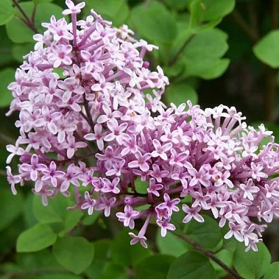 Сирень ПАЛИБИН   Сирень ПАЛИБИН  в Орле