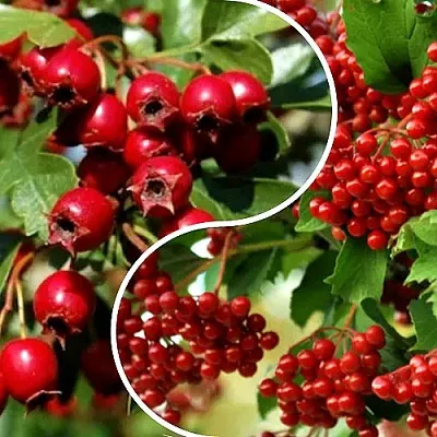 Комплект БУДЬ ЗДОРОВ в Орле