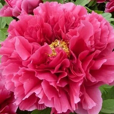 Пион КОРОЛЕВСКИЙ ЦВЕТОК древовидный  Пион КОРОЛЕВСКИЙ ЦВЕТОК древовидный в Орле