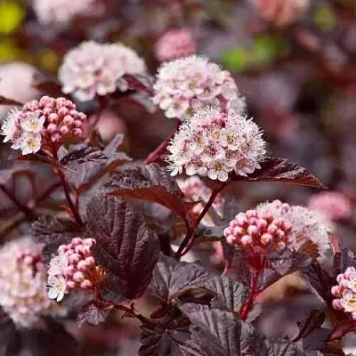 Пузыреплодник АНДРЕ   Пузыреплодник АНДРЕ  в Орле