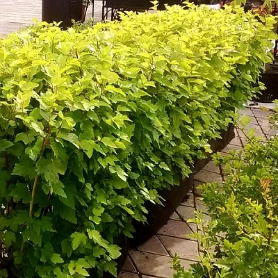 Комплект АНГЕЛ ГОЛД в Орле