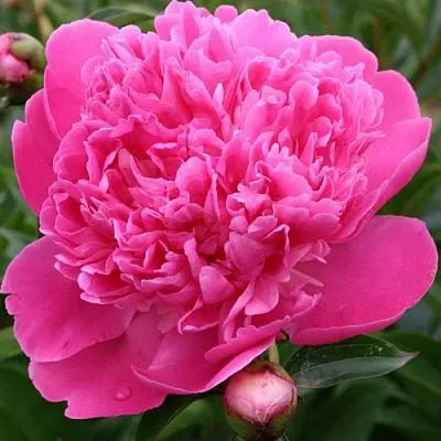 Пион ЭДУЛИС СУПЕРБА травянистый  Пион ЭДУЛИС СУПЕРБА травянистый в Орле