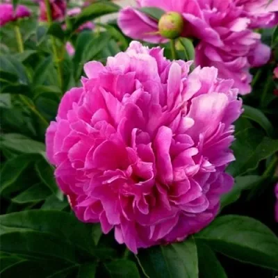 Пион ФЕЛИКС КРАУССЕ травянистый  Пион ФЕЛИКС КРАУССЕ травянистый в Орле