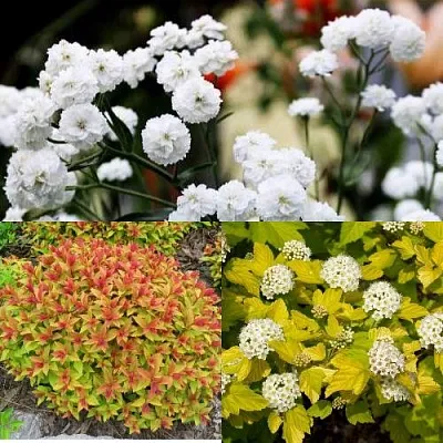 Комплект СОЛНЕЧНЫЙ МИКС в Орле