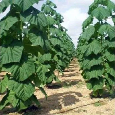 Павлония ПАО ТОГН Z07 в Орле