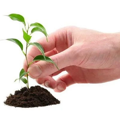 Саженцы  Саженцы в Орле