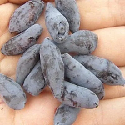 Жимолость съедобная ЧУЛЫМСКАЯ в Орле