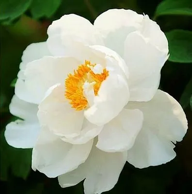 Пион ЛЕТНИЙ ДВОРЕЦ древовидный  Пион ЛЕТНИЙ ДВОРЕЦ древовидный в Орле