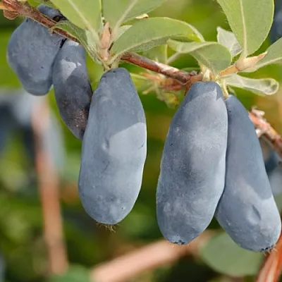 Жимолость съедобная СИНИЙ УТЕС  Жимолость съедобная СИНИЙ УТЕС в Орле