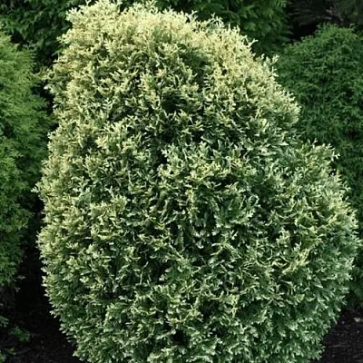 Туя ЛИТОМИШИЛ западная  Туя ЛИТОМИШИЛ западная в Орле