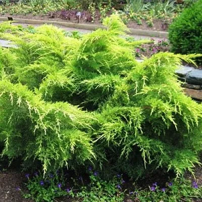 Можжевельник ГОЛД КОСТ средний  Можжевельник ГОЛД КОСТ средний в Орле