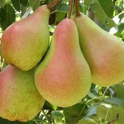 Груша ЛЕСНАЯ КРАСАВИЦА  Груша ЛЕСНАЯ КРАСАВИЦА в Орле