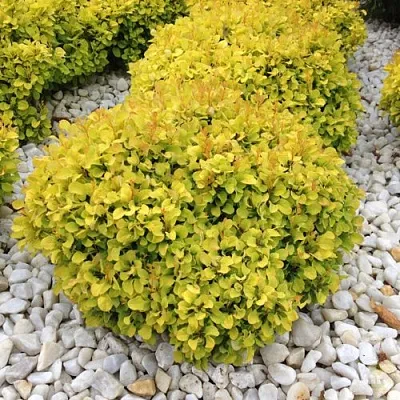 Барбарис БОНАНЗА ГОЛД тунберга  Барбарис БОНАНЗА ГОЛД тунберга в Орле