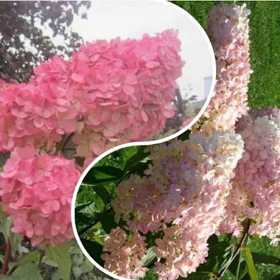 Комплект МНОГОГРАННОСТЬ в Орле