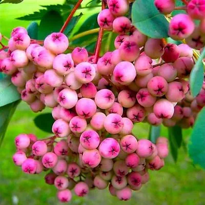 Рябина ПИНК сладкоплодная  Рябина ПИНК сладкоплодная в Орле