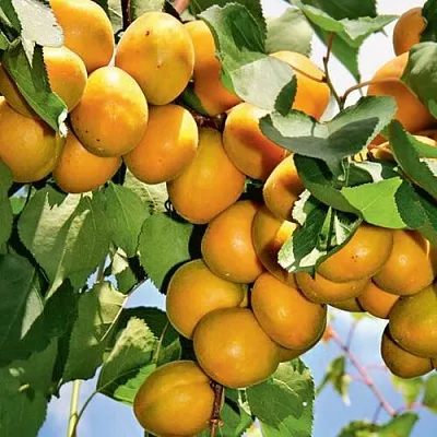 Абрикос БРЯНСКИЙ РАННИЙ в Орле