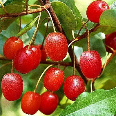 Гуми  Гуми в Орле