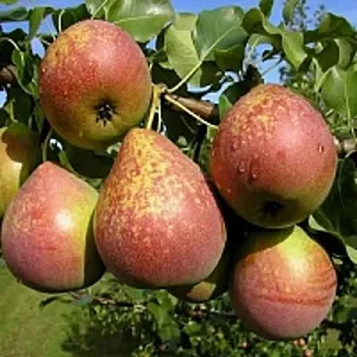 Груша МРАМОРНАЯ  Груша МРАМОРНАЯ в Орле