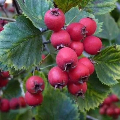 Боярышник АРНОЛЬДА  Боярышник АРНОЛЬДА в Орле