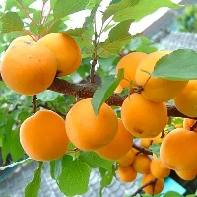 Абрикос ОРИГИНАЛ в Орле