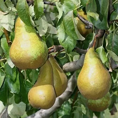 Груша САПФИРА колонновидная  Груша САПФИРА колонновидная в Орле