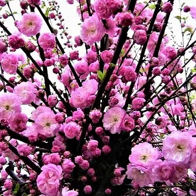 Миндаль  Миндаль в Орле