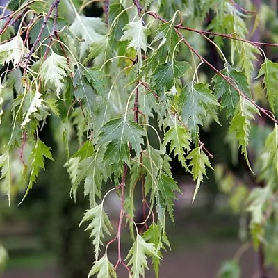 Береза ДАЛЕКАРЛИЙСКАЯ повислая Береза ДАЛЕКАРЛИЙСКАЯ повислая