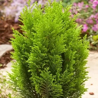 Кипарисовик ЭЛВУДИ ГОЛД лавсона  Кипарисовик ЭЛВУДИ ГОЛД лавсона в Орле