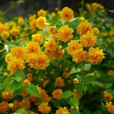 Керрия японская ПЛЕНИФЛОРА  Керрия японская ПЛЕНИФЛОРА в Орле