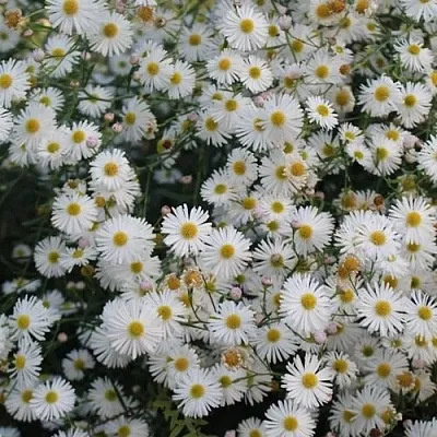 Болтония СНОУБЭНК  Болтония СНОУБЭНК в Орле