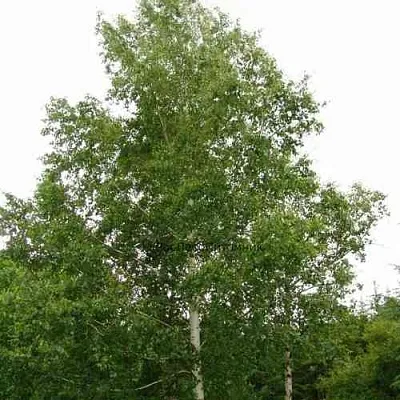 Береза бородавчатая  Береза бородавчатая в Орле