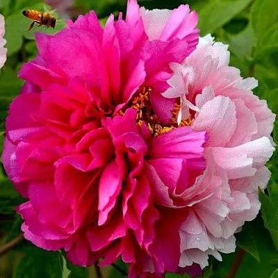 Пион ДВЕ СЕСТРЫ древовидный  Пион ДВЕ СЕСТРЫ древовидный в Орле