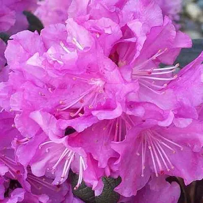 Рододендрон П.Ж.М. ЭЛИТ  Рододендрон П.Ж.М. ЭЛИТ в Орле