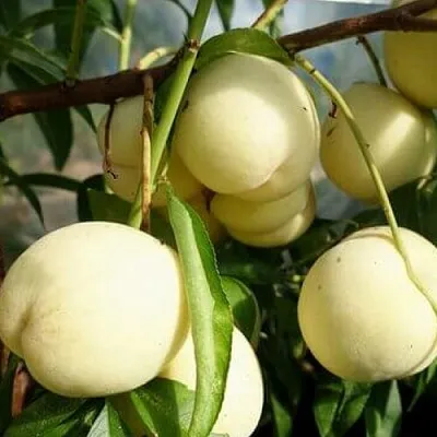 Персик АЙС ПИЧ  Персик АЙС ПИЧ в Орле