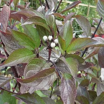 Дерен КЕССЕЛЬРИНГИ  Дерен КЕССЕЛЬРИНГИ в Орле