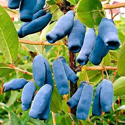 Жимолость съедобная НИМФА (ГАММА) в Орле