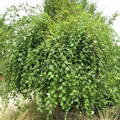 Береза САММЕР КАСКАД черная  Береза САММЕР КАСКАД черная в Орле