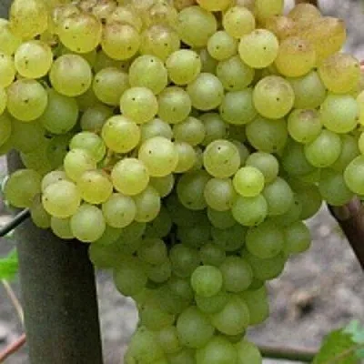 Виноград КИШМИШ 342  Виноград КИШМИШ 342 в Орле