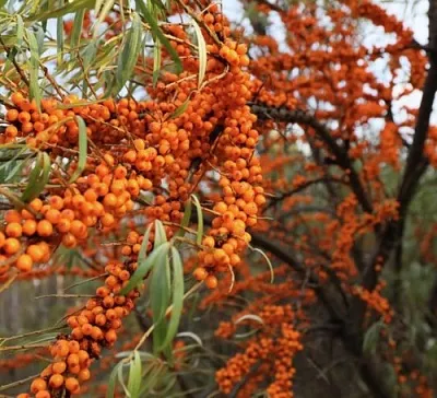 Облепиха СЕРАФИМА  Облепиха СЕРАФИМА в Орле