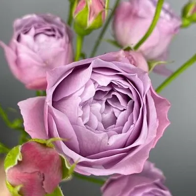 Саженцы роз ЛАВЕНДЕР БАБЛС спрей  Саженцы роз ЛАВЕНДЕР БАБЛС спрей в Орле