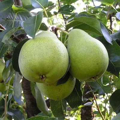 Груша МАСЛЯНИСТАЯ ЛЕТНЯЯ  Груша МАСЛЯНИСТАЯ ЛЕТНЯЯ в Орле