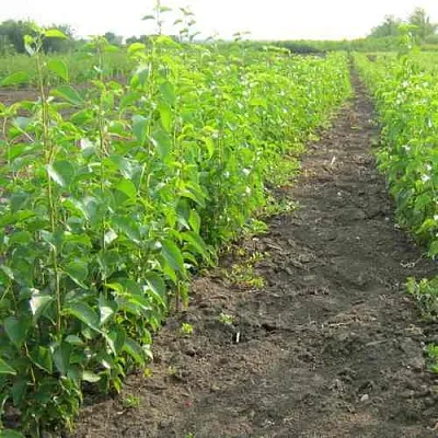 Подвой черешни ДИКАЯ ЧЕРЕШНЯ в Орле