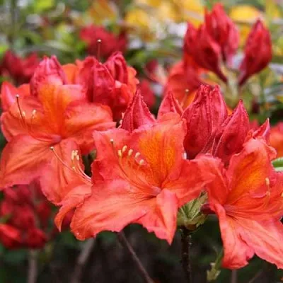 Азалия ЛИЛИНШТЕЙН японская  Азалия ЛИЛИНШТЕЙН японская в Орле