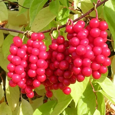 Лимонник  Лимонник в Орле