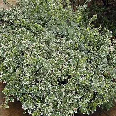 Бересклет ЭМЕРАЛЬД ГАИТИ форчуна  Бересклет ЭМЕРАЛЬД ГАИТИ форчуна в Орле